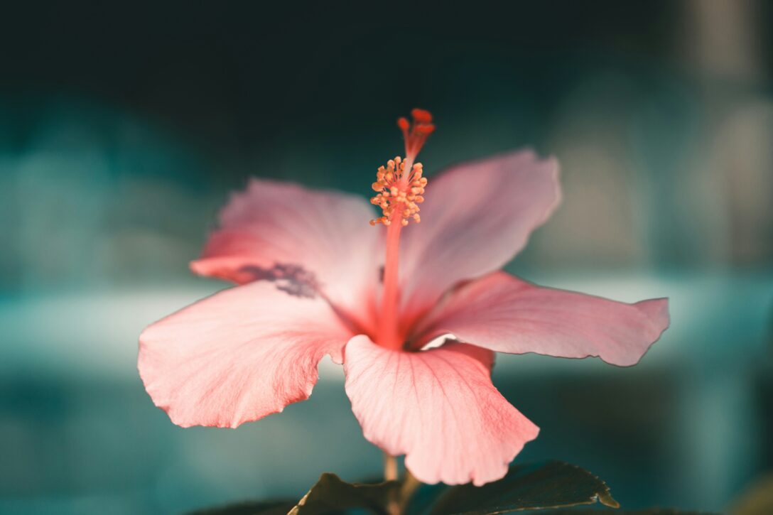 découvrez l'hibiscus, une magnifique plante aux fleurs éclatantes, appréciée pour sa beauté et ses multiples bienfaits.