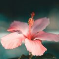 découvrez l'hibiscus, une magnifique plante aux fleurs éclatantes, appréciée pour sa beauté et ses multiples bienfaits.